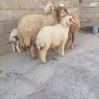 میش و بره جوان شرط مال داشتی
