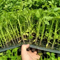 فروش انواع نشا صیفیجات