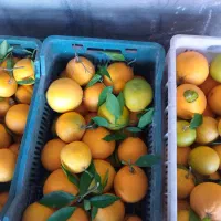 پرتقال تامسون