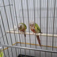 گرینچیک آناناسی رد مولد|پرنده|خوی, |دیوار