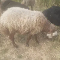 فروش گوسفند چاق
