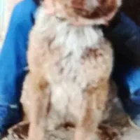 یه جفت توله قدرجونی ۶ماه سرخ|سگ|زرقان, |دیوار