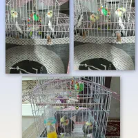 طوطی دونه ای ۸۰۰|پرنده|شفت, |دیوار