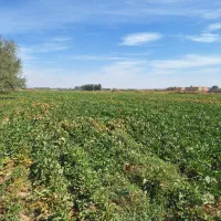 اجاره زمین کشاورزی|اجارهٔ دفتر صنعتی، کشاورزی، تجاری|میاندوآب, |دیوار