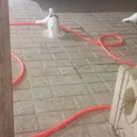 کبوتر طوقی|پرنده|محمدشهر, همایون ویلا|دیوار