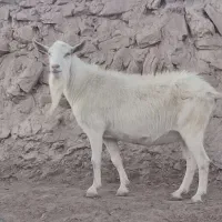 تکه سانن وچندتا بز زاییده