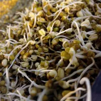 جوانه های خوراکی