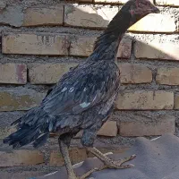 جوجه مرغ لاری|حیوانات مزرعه|تربت جام, کشتارگاه|دیوار