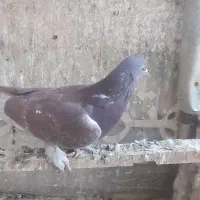 با سلام نرسرخ پرپا پرشی|پرنده|قنوات, |دیوار