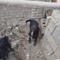 سگ قدرجونی|سگ|رودشت (اصفهان), |دیوار