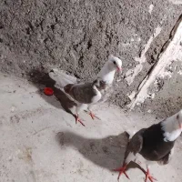 یک جفت شازده جوجه