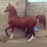 نریان کرد،اماده کشش