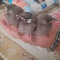 جوجه مینا خرمدشت