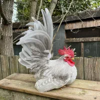 تخم‌ نطفه‌دار جاپنیز