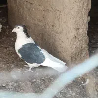 پرنده|پرنده|کرباسک, |دیوار