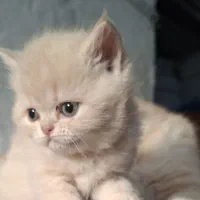 پرشین ماده