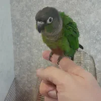 گرینچیک رام