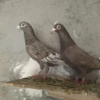 دو جفت نامه بر