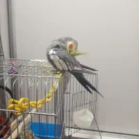 مرغ عشق|پرنده|ری, هاشم‌آباد|دیوار