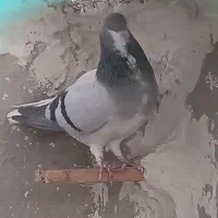 کبوتر شهری بدرنگ سبز نر|پرنده|کازرون, |دیوار