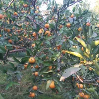 نارنگی محلی اونشو جویبار|خوردنی و آشامیدنی|کوهیخیل, |دیوار