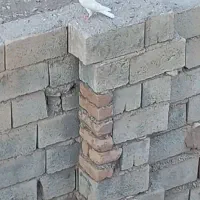 کبوتر|پرنده|طرهان, |دیوار