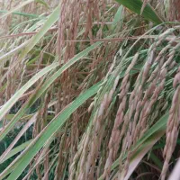 بذر شالی فجرسورنی درجه یک تضمین بدون دله و تخم علف