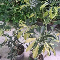 شفلرا ابلق .بنجامین بلک .فیلودندرون پرتقالی