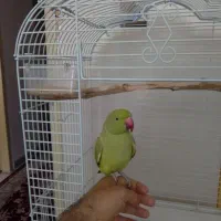 طوطی ملنگو رام و دستی