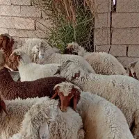گوسفند دبهرک چاق و سالم|حیوانات مزرعه|کرخه, |دیوار