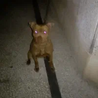 توله پیت بول در نوشهر