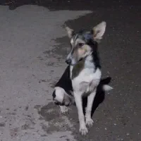 ماده گرگی|سگ|خان ببین, |دیوار