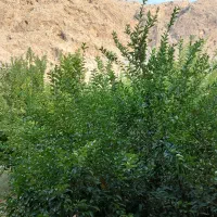 اجاره خانه باغ کوتاه مدت|اجارهٔ کوتاه‌مدت ویلا و باغ|ایذه, |دیوار