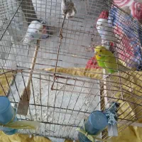 مرغ عشق|پرنده|قشم, |دیوار