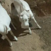 دو عدد غیریت سانن|حیوانات مزرعه|میبد, |دیوار