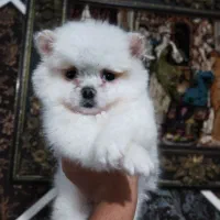 پامرانین خرسی اورجینال تخفیف ویژه فقط امشب