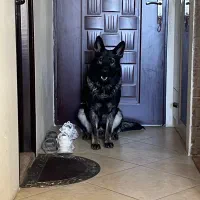 ژرمن ورک لاین سیبل DDR فول اموزش