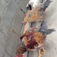 مرغهاوخروسهایه جوان