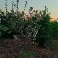 باغ انار 1000متری چهار ساله روستای زنگیان