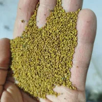 بذر یونجه