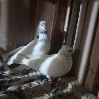 کبوتر|پرنده|کاشان, راوند|دیوار