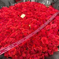 گل رز طبیعی هلندی فقط شاخه ای ۱۵|گل و گیاه طبیعی|قم, انصار‌الحسین|دیوار