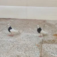 کبوتر طوقی