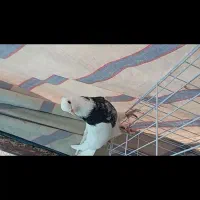 طوقی ناب|پرنده|دره شهر, |دیوار