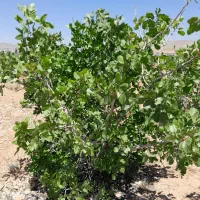 زمین باغ شهری ۱۰۰۰ متری باغ پسته ای واقع در داریون|فروش زمین و ملک کلنگی|شیراز, داریون|دیوار