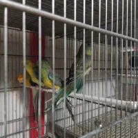 فروش یا معاوضه