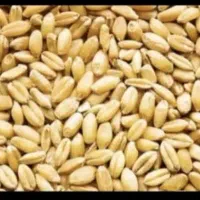 ۱ تن گندم دهدهشت درجه یک امسال