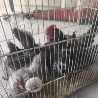 مرغ و خروس مینیاتوری  جاپنیز بوف