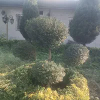 هرس و خدمات باغبانی|خدمات باغبانی و درختکاری|رشت, حومه رشت|دیوار