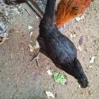 مرغ و خروس کاکی|حیوانات مزرعه|کاکی, |دیوار